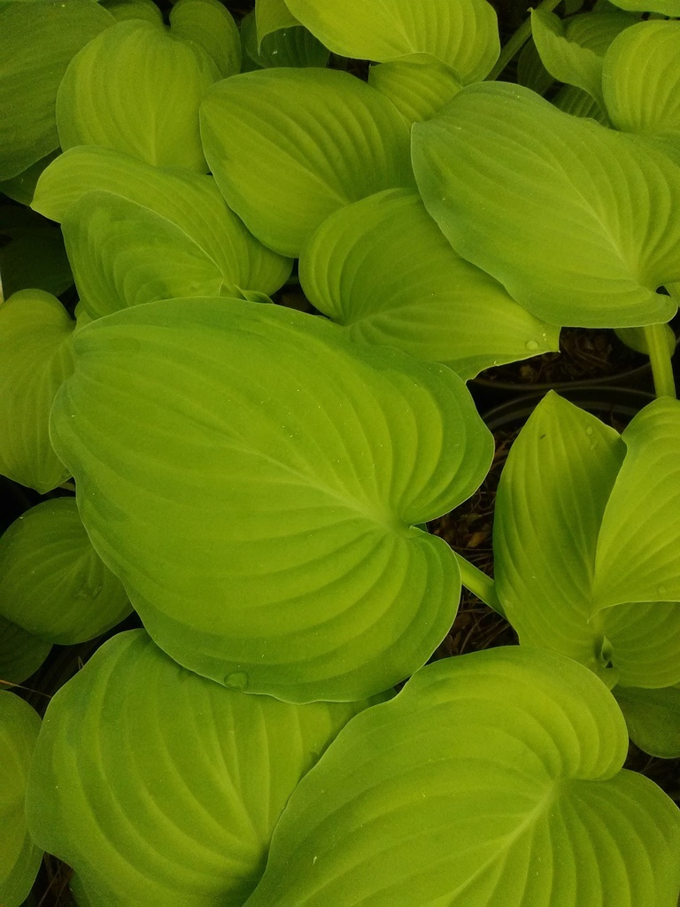 [12348700-2g-container] Guacamole Hosta - Fragrant Variegated Shade Perennial (2 gallon container)