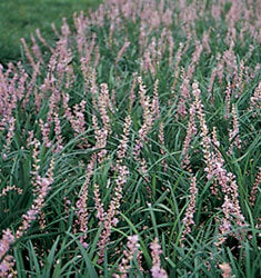 [12348699-2g-container] Evergreen Giant Liriope - Clumping Ground Cover