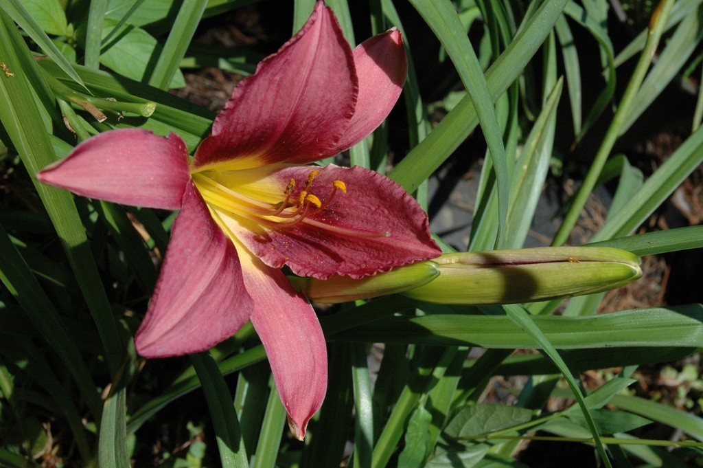 [12348679-1-5g-container] Russian Rhapsody Daylily - Hemerocallis 'Russian Rhapsody'