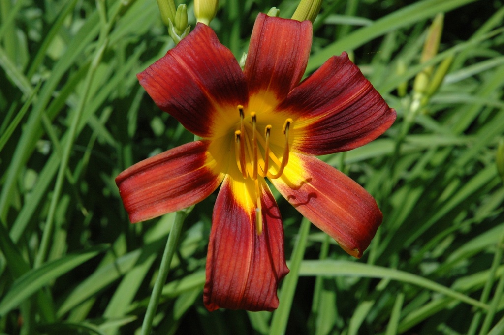 [12348678-2g-container] Red Magic Daylily - Hemerocallis 'Red Magic'