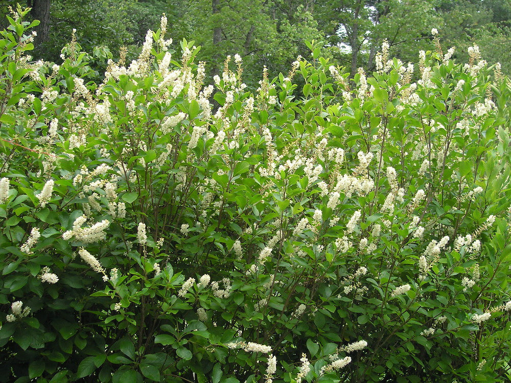 [12348652-3g-container] White Summersweet Clethra (Clethra alnifolia)