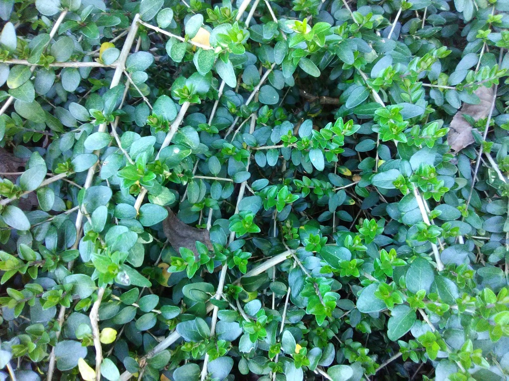 Japanese Boxleaf Honeysuckle (Lonicera nitida 'Yunnan')