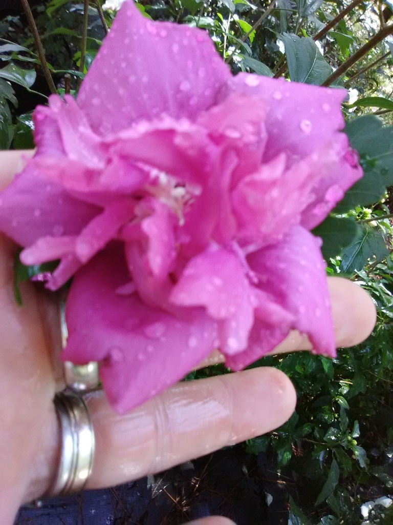 [12348644-7g-container] Ardens Rose of Sharon | Double Purple-Pink Hibiscus