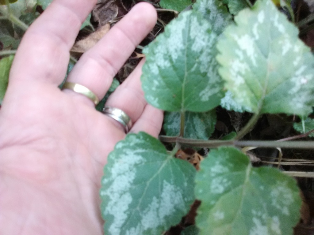 [12348641-1-5g-container] Variegated Bishop's Weed (Aegopodium podagraria 'Variegatum') (1.5 gallon container)