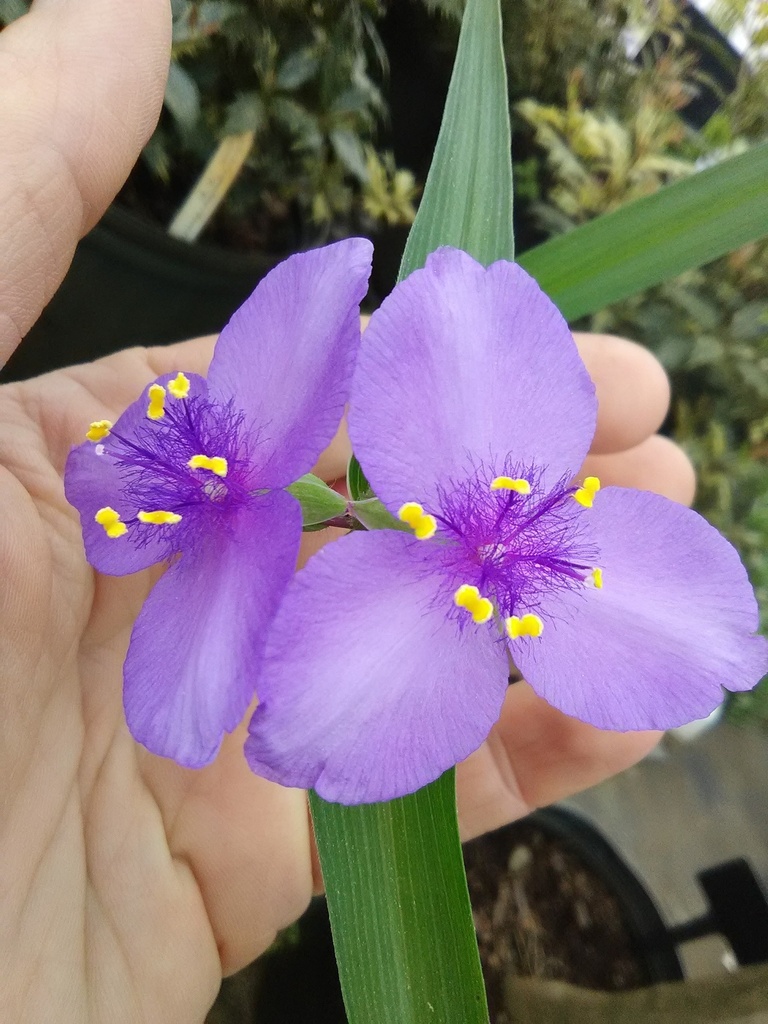 Sweet Kate Spiderwort - Tradescantia 'Sweet Kate'