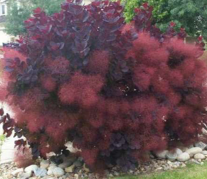 [10/7/26 KC GC] Cotinus coggygria 'Royal Purple' - Royal Purple Smoke Tree
