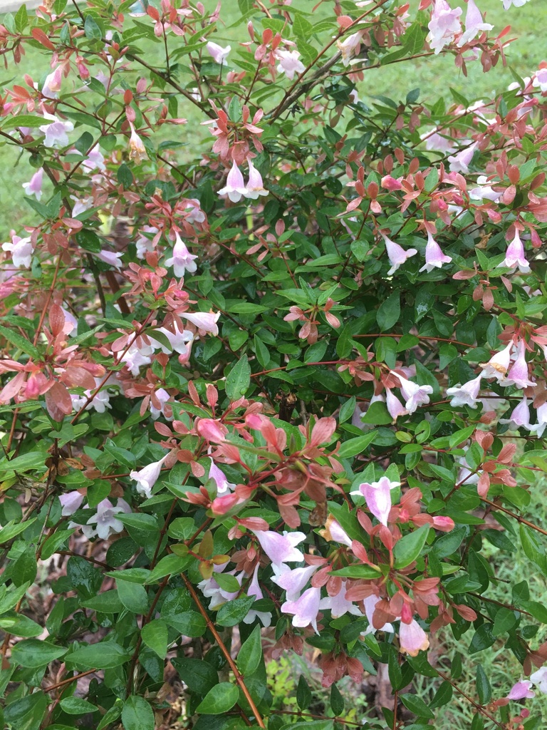 [12348625-3g-container] Bumblebee Abelia - Lavender-Pink Flowering Shrub