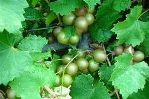 [12348622-3g-container-sold-out] Summit Muscadine Vine (Female) - Pink Bronze Fruit (3 gallon container)