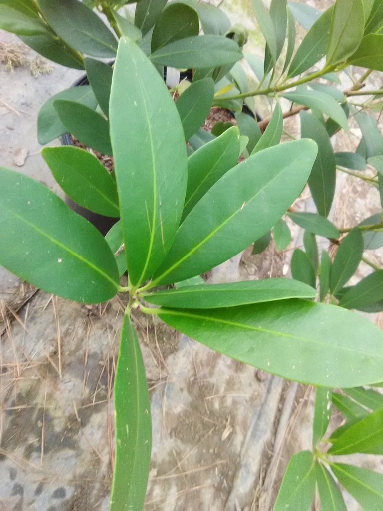[12348617-3g-container-sold-out] Small Anise Tree (Illicium parviflorum) - Evergreen Shrub (3 gallon container)