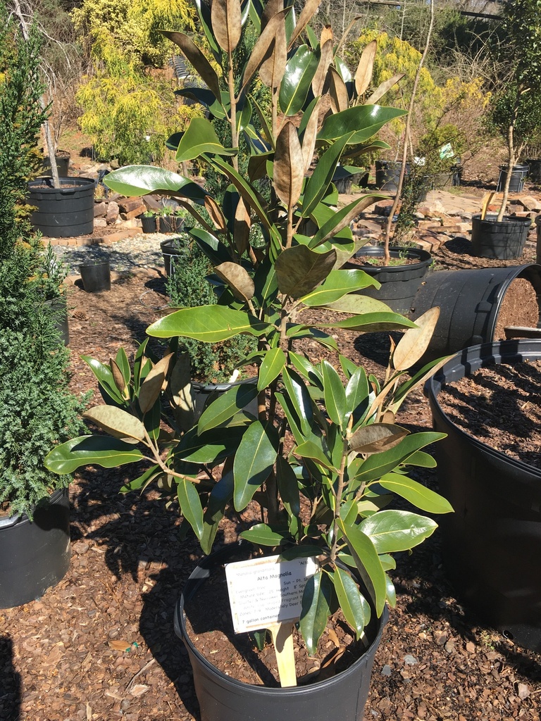 [12348616-3g-container-sold-out] Alta Magnolia - Columnar Southern Magnolia (3 gallon container)