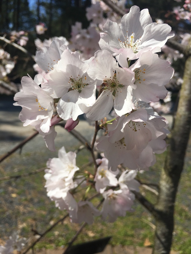 [12348615-3g-container-sold-out] Akebono Yoshino Cherry - Prunus x yedoensis 'Akebono' (3 gallon container)