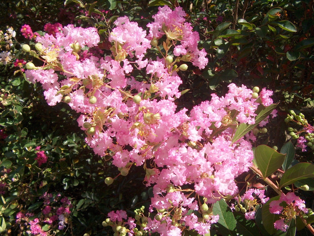 Delta Blush Crape Myrtle – Dwarf Weeping Pink