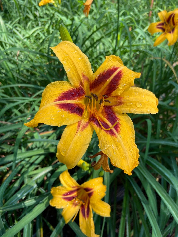[12348605-2g-container] Bonanza Daylily - Golden Yellow with Maroon Eye Rebloomer