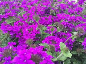 Homestead Purple Verbena - Verbena canadensis 'Homestead Purple'