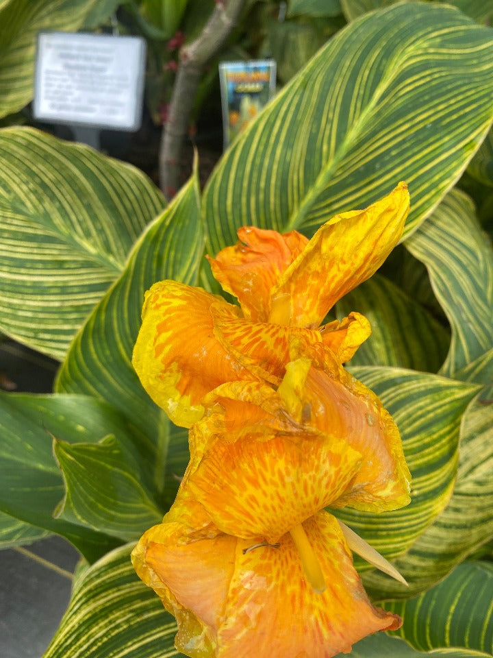 Tropicana Canna Lily 'Gold' - Striped Foliage Tropical