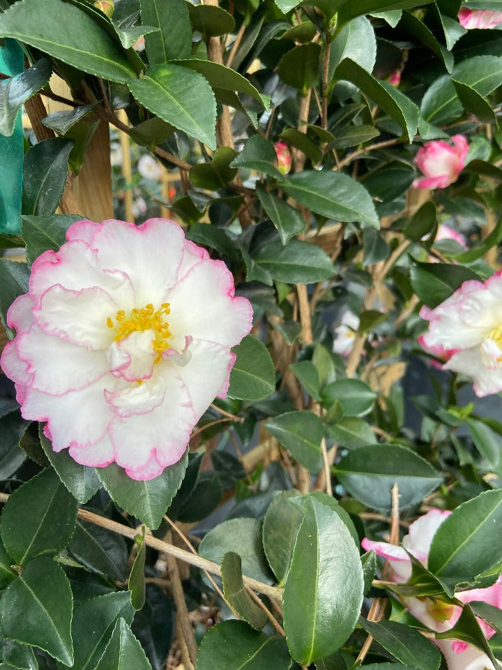 [october-magic-inspiration-camellia-7g-container-espalier] October Magic Inspiration Camellia - Espalier