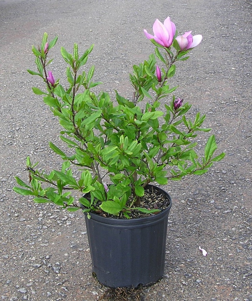 [12348590-15g-container-sold-out] Ann Star Magnolia - B&B (15 gallon container)