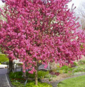 Malus 'Prairifire' - Prairifire Crabapple Tree