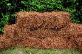 Pine Needles - Premium Long Leaf Pine Straw Mulch