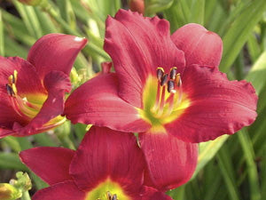 [12348579-1-5g-container] Pardon Me Daylily - Fragrant Red Reblooming Perennial