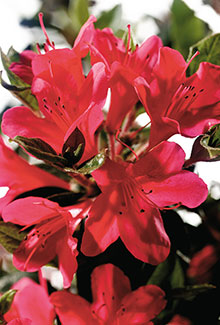 [12348575-3g-container] Autumn Ruby Encore Azalea | Reblooming Evergreen Shrub