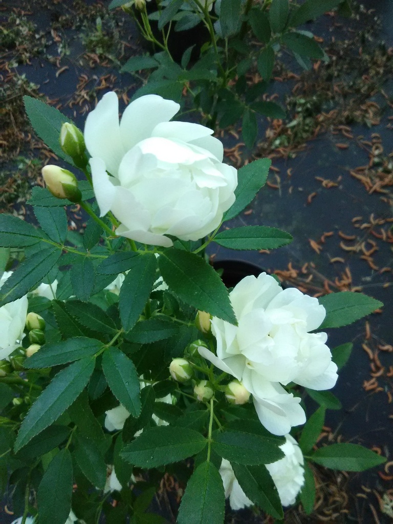 [12348568-3g-container] Lady Banks White Climbing Rose (Rosa banksiae 'Alba Plena') (3 gallon container)