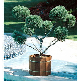 [12348555-10g-container-sold-out] Hetz Blue Juniper Pompom Topiary