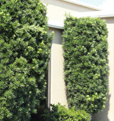[12348548-3g-container-sold-out] Maki Podocarpus (Yew Pine) - Evergreen Shrub (3 gallon container)