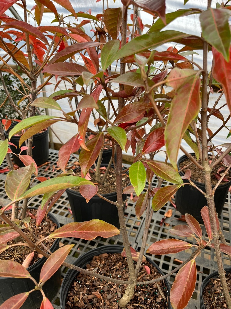 [12348544-3g-container] Chindo Viburnum – Evergreen Privacy Shrub (3 gallon container)