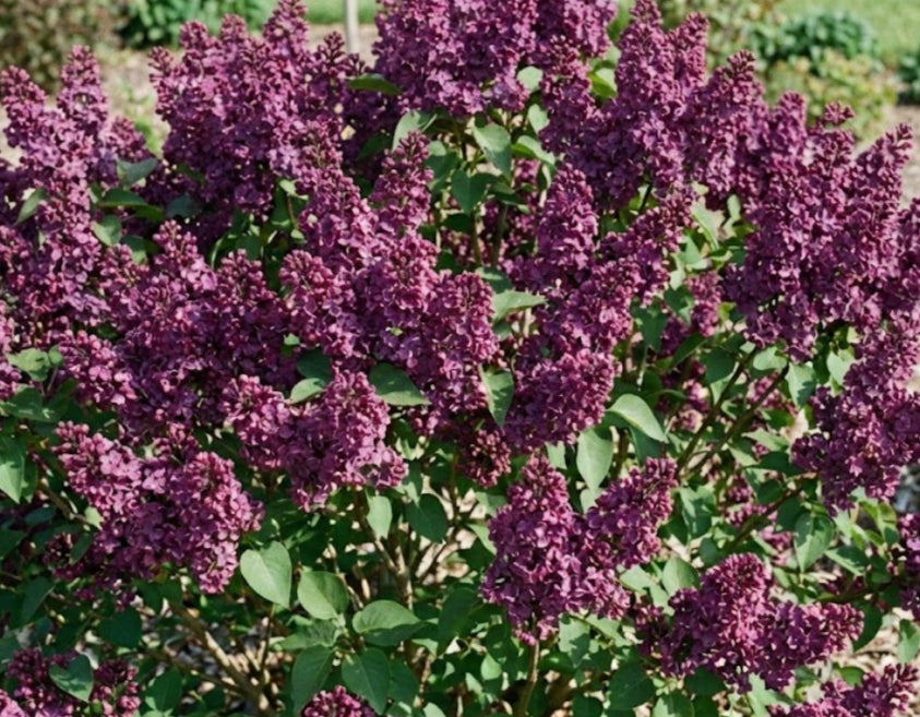 [bloomerang-dark-purple-3g-container] Bloomerang® Dark Purple Reblooming Lilac (3 gallon container)