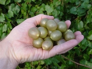 [12348538-3g-container-sold-out] Higgins Muscadine Grape - Female, Bronze Fruit Vine (3 gallon container)