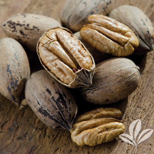 [12348527-extra-tall-container] Pawnee Pecan Tree (Type I) - Carya illinoinensis (Extra Tall Container)