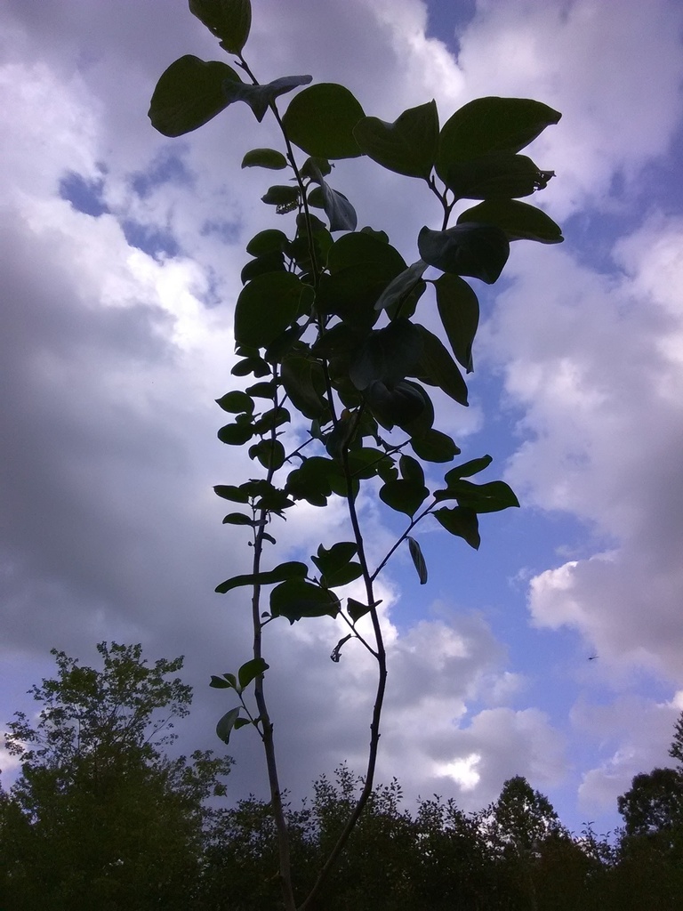 Chocolate Persimmon - Diospyros kaki 'Chocolate'