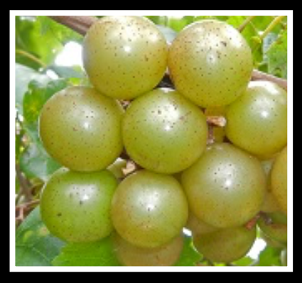 Magnolia Muscadine Grape Vine - Self-Fertile Bronze