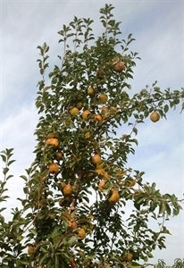 [12348492-7g-container] Kieffer Improved Fruiting Pear Tree (7 gallon container)