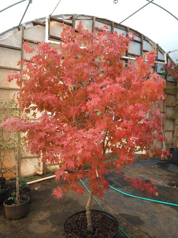 [12348486-15g-container-sold-out] Oshio Beni Japanese Maple (15 gallon container)