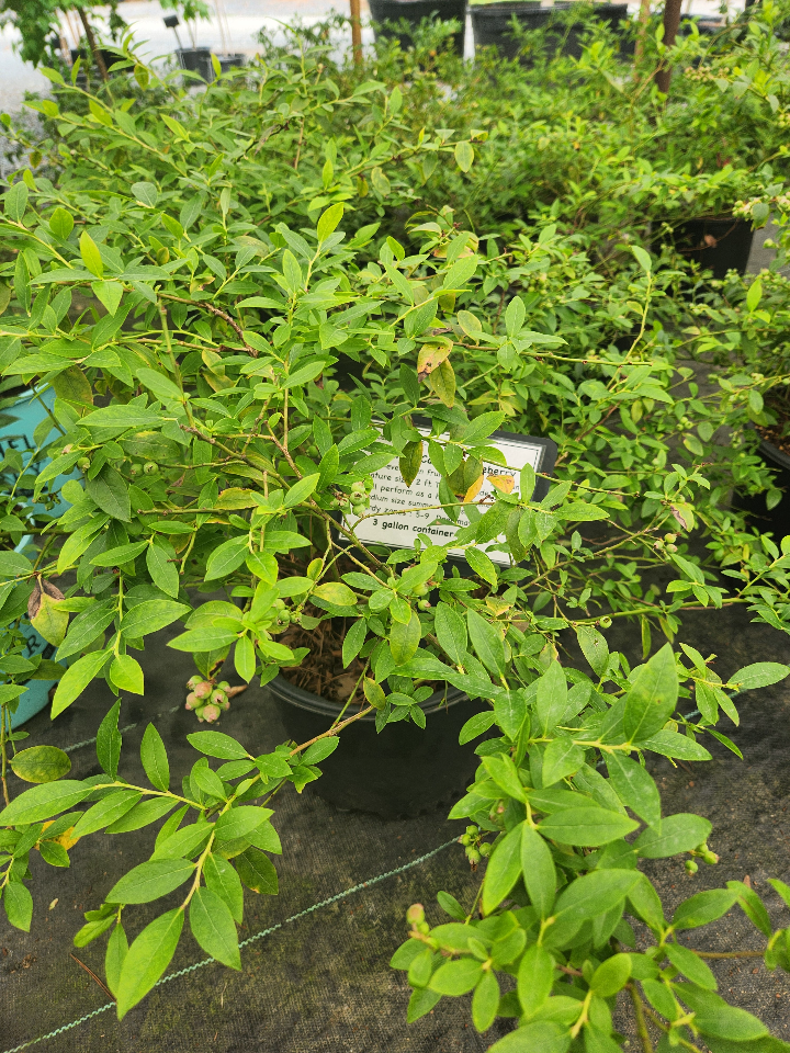Midnight Cascade Blueberry - Weeping Dwarf Blueberry Plant