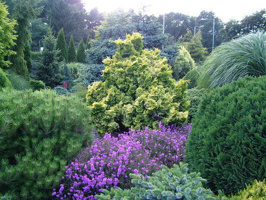 [12348481-2g-container-sold-out] Golden Dwarf Hinoki Cypress (Chamaecyparis obtusa 'Nana Lutea') (2 gallon container)