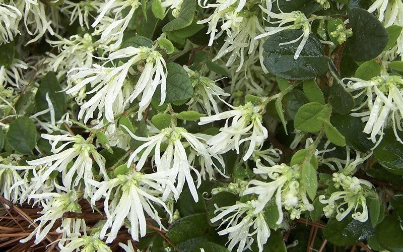 [12348479-3g-container-sold-out] Loropetalum chinense - White Fringe Flower (3 gallon container)