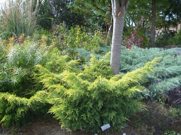 Saybrook Gold Juniper – Golden Spreading Evergreen Shrub