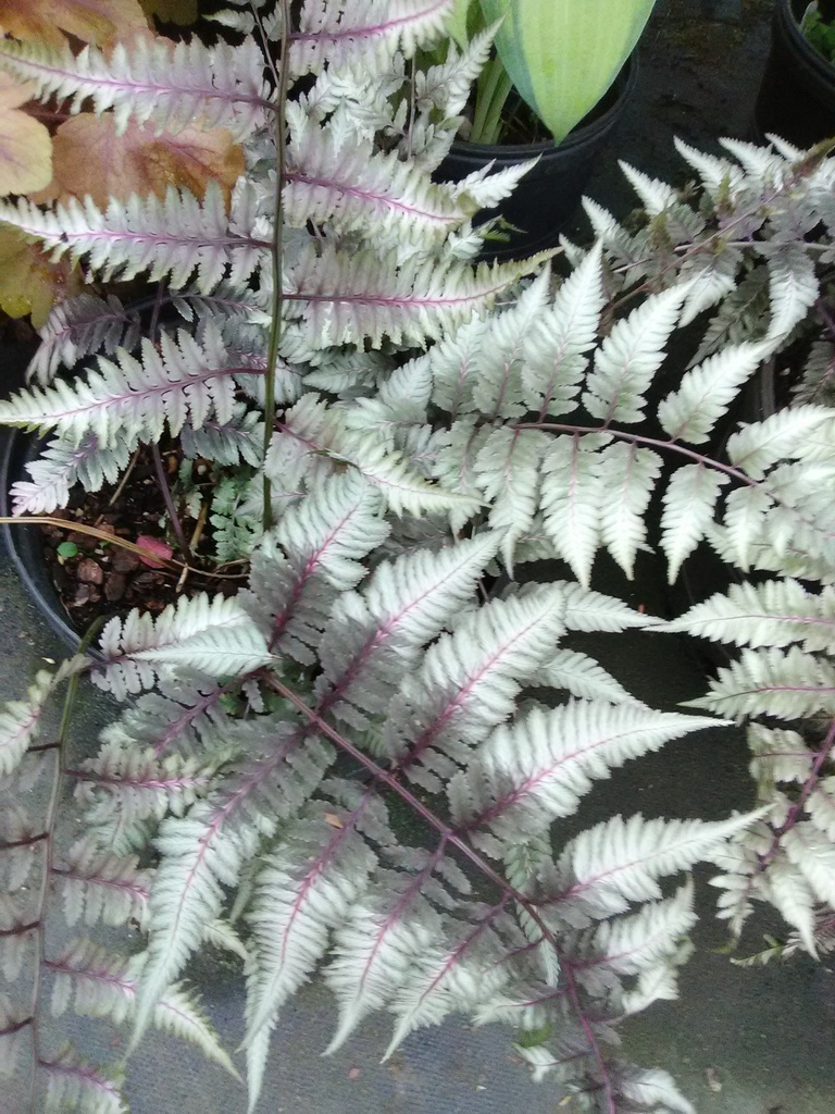 Japanese Painted Fern - Athyrium niponicum 'Pictum'