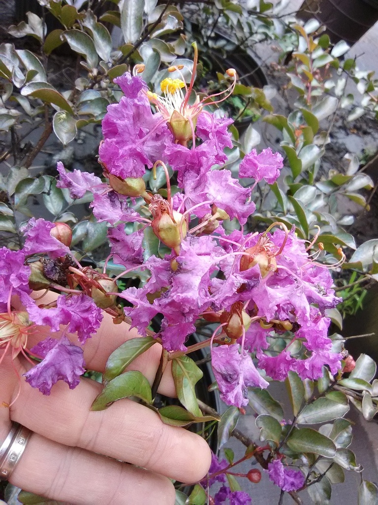 [12348456-7g-container-sold-out] New Orleans Weeping Crape Myrtle – Purple Dwarf Dixie Series (7 gallon container)