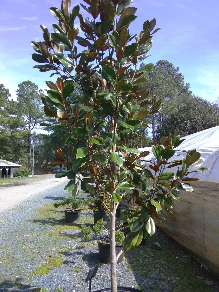 [12348450-7g-container-sold-out] D.D. Blanchard Magnolia - B&B (7 gallon container)