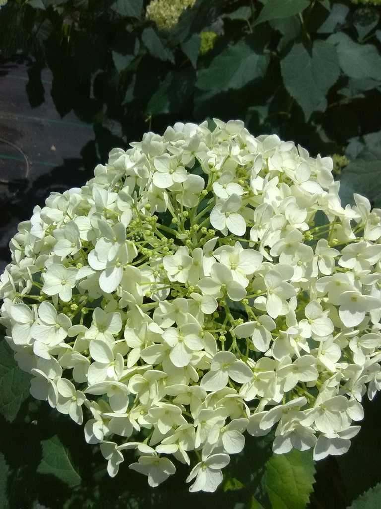 Annabelle White Hydrangea (Hydrangea arborescens 'Annabelle')