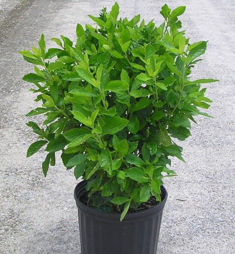 Ruby Spice Summersweet Clethra
