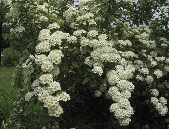 [12348442-3g-container-sold-out] Van Houtte Spirea - White Flowering Deciduous Shrub (3 gallon container)