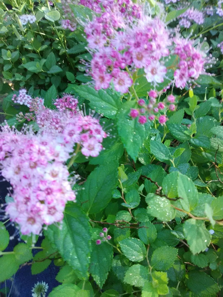Little Princess Spirea - Dwarf Pink Flowering Shrub