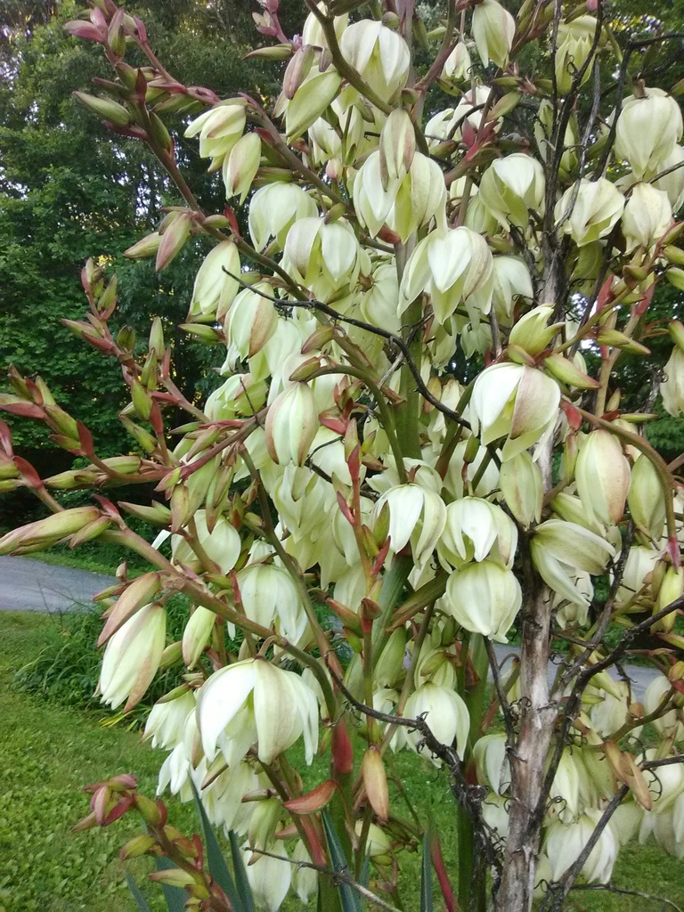 Spanish Bayonet Yucca (Yucca aloifolia)