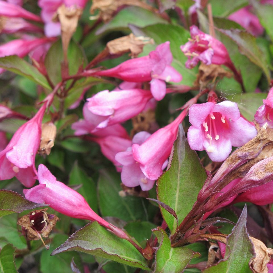 Dwarf Red Weigela (Weigela florida 'Minuet')