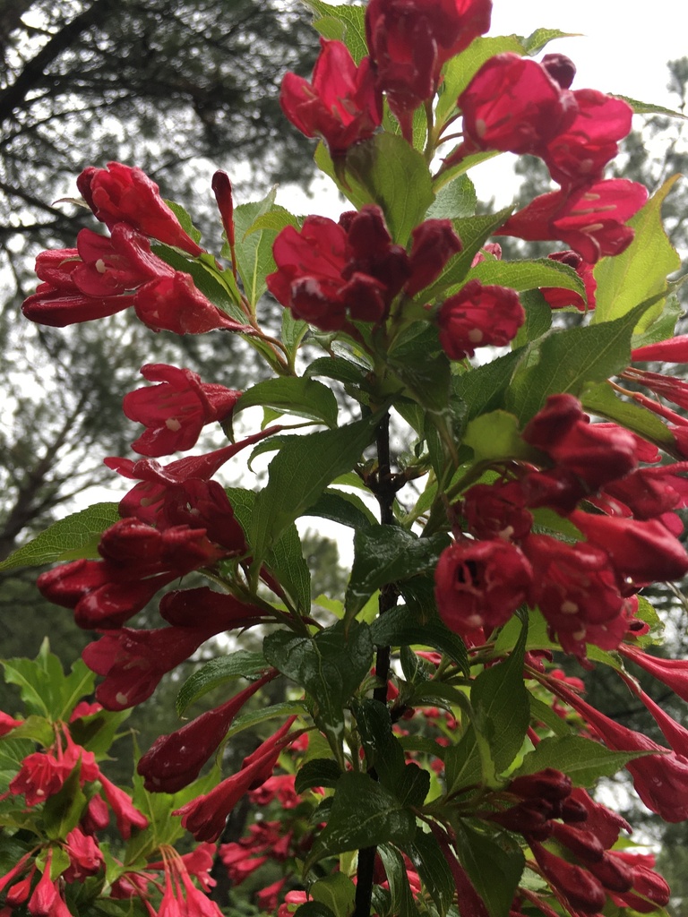 Java Red Weigela - Flowering Deciduous Shrub